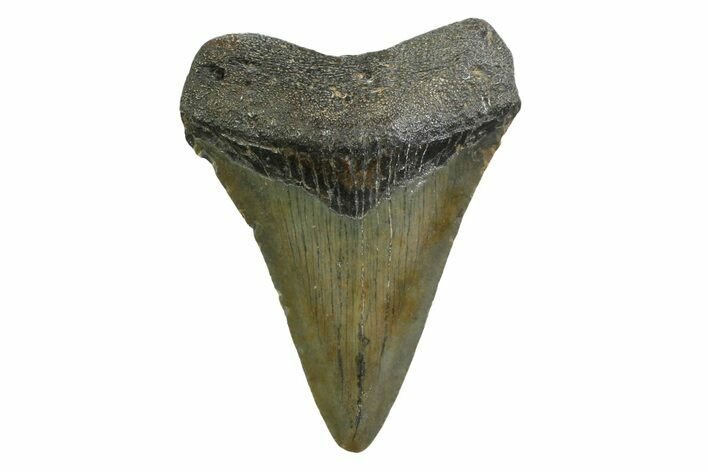 Juvenile Megalodon Tooth - North Carolina #354530